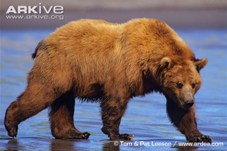 Illustration for article titled Thursidae - Ursus arctos Edition